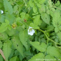 Rubus rosifolius Sm.